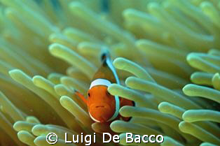 Clownfish and anemone looking straight to me.
Nikon D100... by Luigi De Bacco 